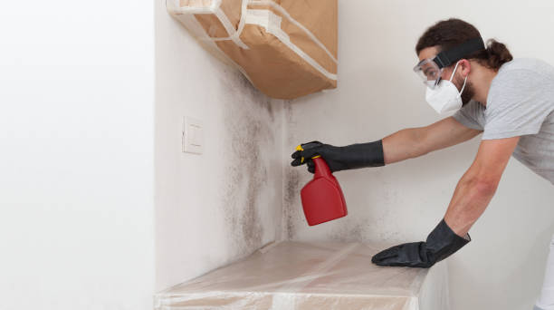 Professional Basement Mold Remediation technician working in Preston, MD