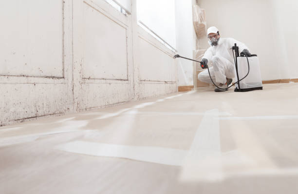 24/7 Emergency Basement Mold Remediation experts in Preston, MD