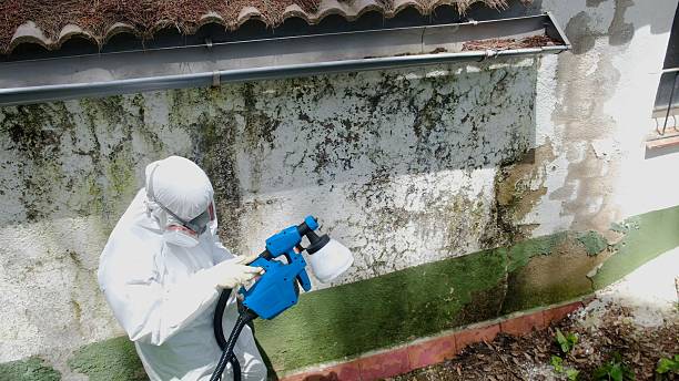 Top rated local Basement Mold Remediation specialists in Preston, MD